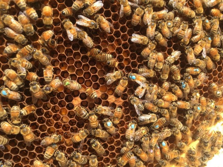 New publication: The gut microbiome defines group membership in honey bee colonies