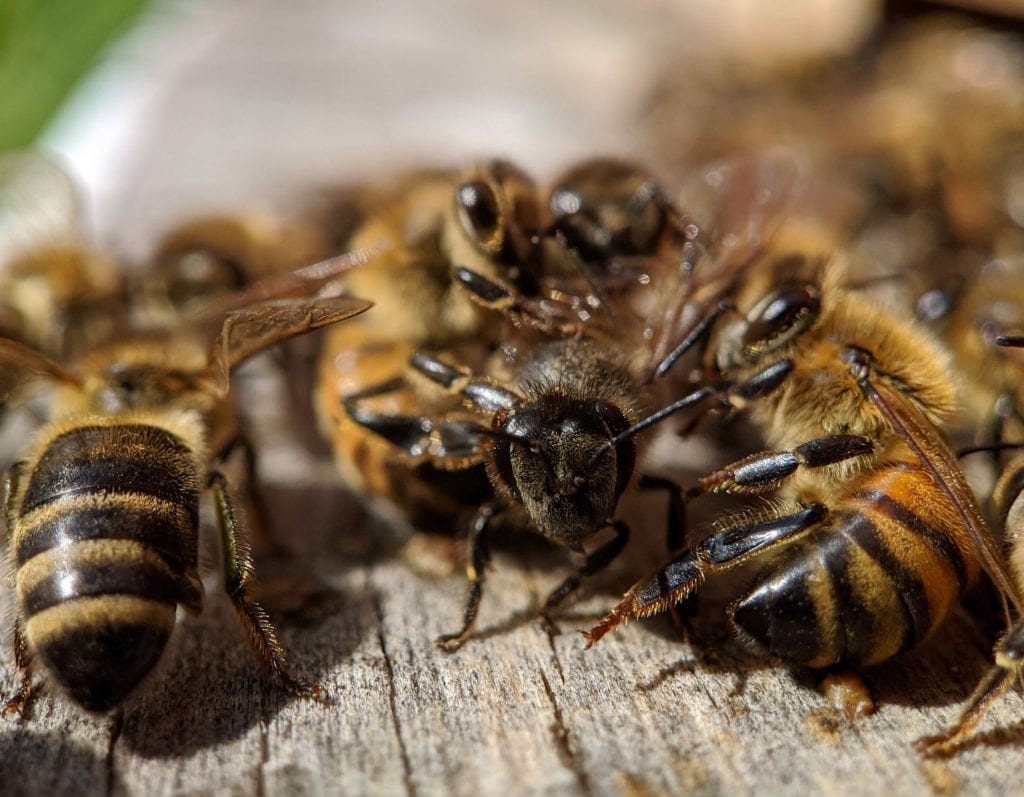 In the news: The secret life of bee bacteria
