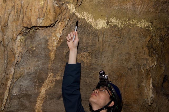Investigating Tyson caves for antifungal bacteria to combat white-nose syndrome