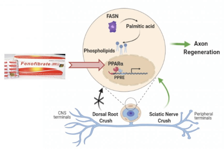 Targeted strategies to improve regeneration in the injured CNS