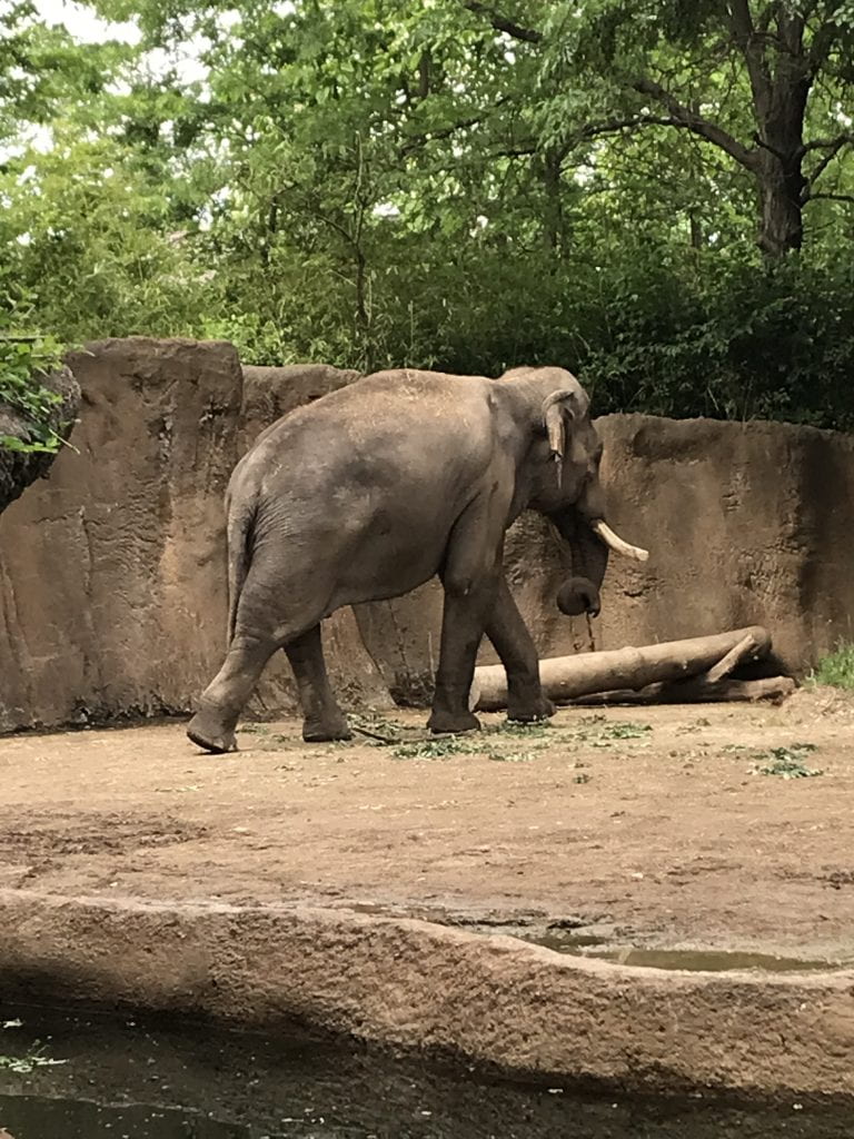 elephant at a zoo
