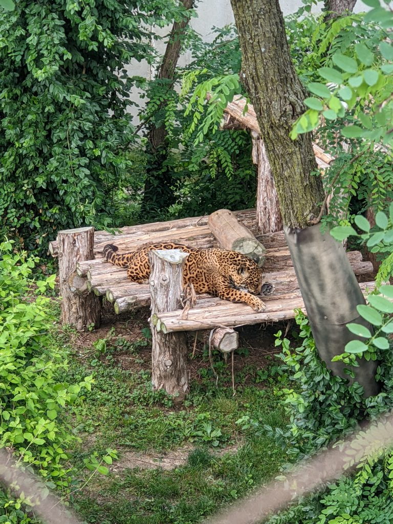 jaguar resting on a wooden platform at a zoo