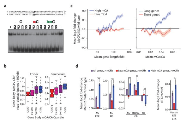 Disruption of DNA-methylation-dependent long gene repression in Rett syndrome