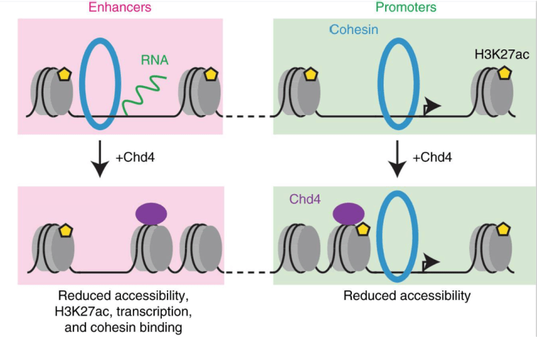 The chromatin remodeling enzyme Chd4 regulates genome architecture in the mouse brain