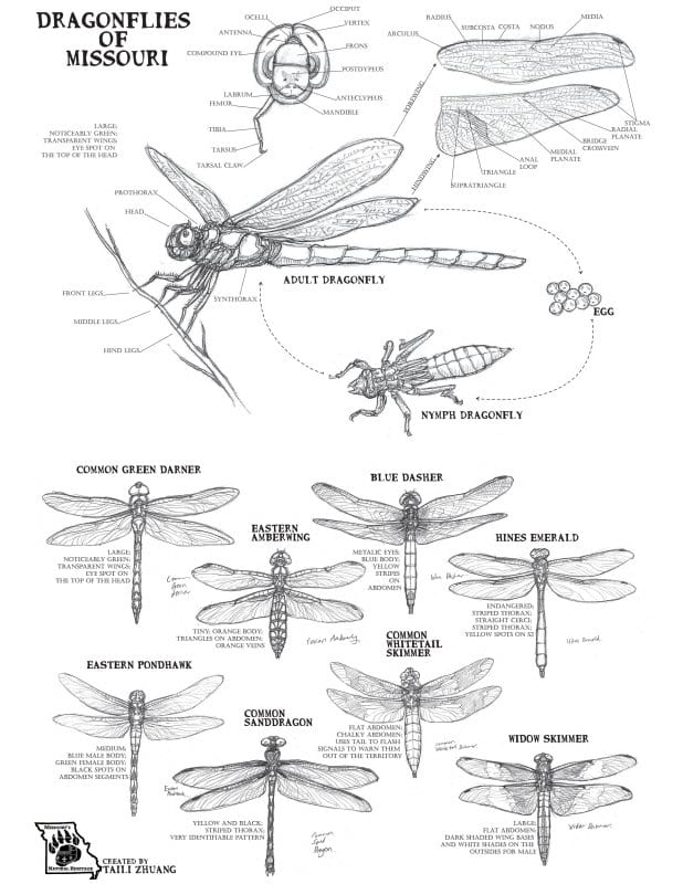 Mantle immunisering grammatik Dragonflies and Damselflies of Missouri | Missouri's Natural Heritage |  Washington University in St. Louis