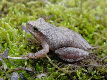 Frogs and Toads of Missouri | Missouri's Natural Heritage 