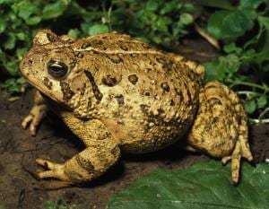 Frogs and Toads of Missouri | Missouri's Natural Heritage 
