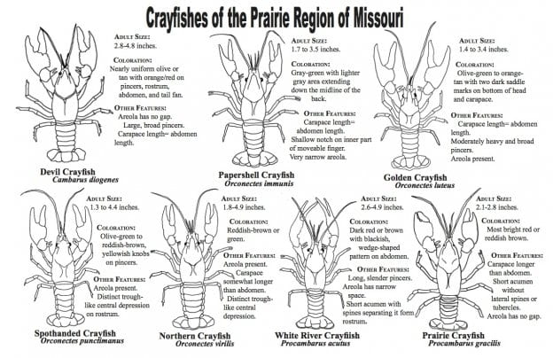 Crayfish of the Prairie Region of Missouri, Missouri's Natural Heritage