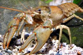 Crayfish of the Prairie Region of Missouri