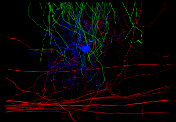 Tracings of five thalamocortical cell dendritic arbors from a 3D EM volume of mouse LGN.