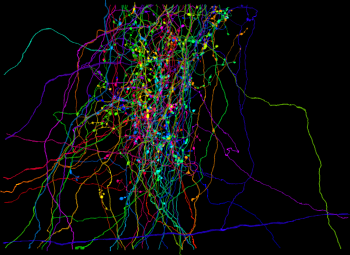 Retinal ganglion cell axons innervating at thalamocortical cell in the mouse LGN.
