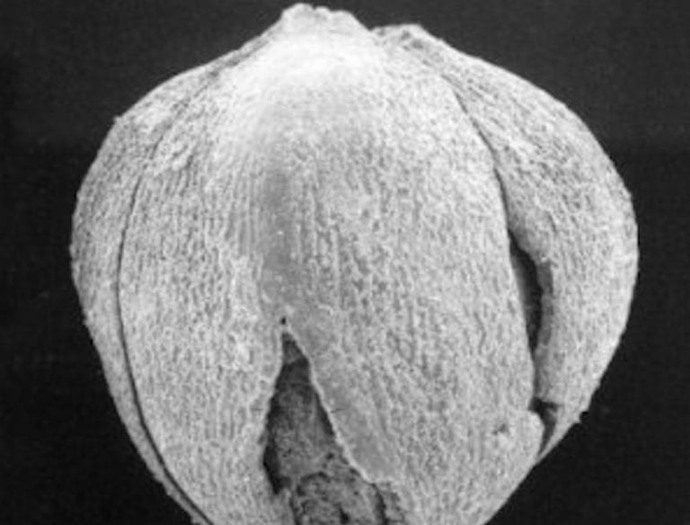 Polygonum erectum L.