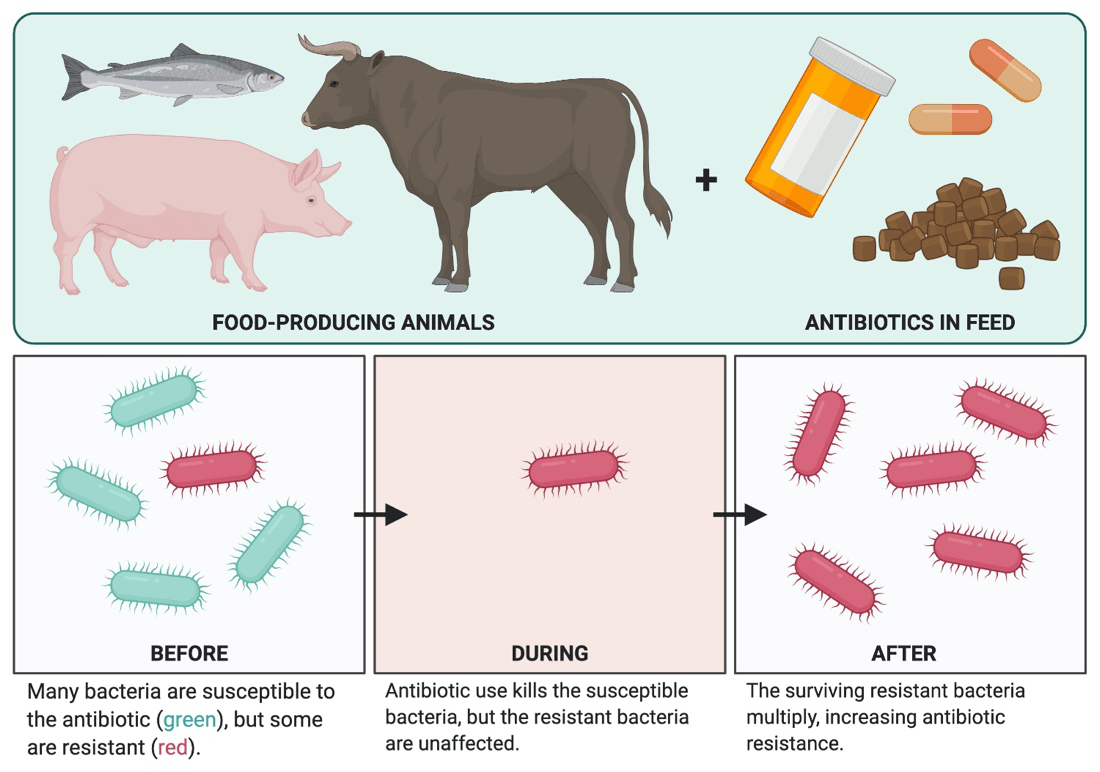 Policy Memo: Prohibiting Unnecessary Use of Antibiotics in Food-Producing Animals