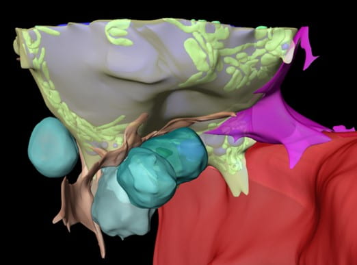 Characterization of the bone marrow adipocyte niche with 3D-EM.