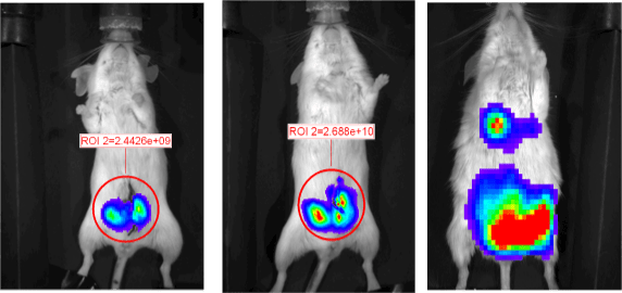 Mouse model showing functional imaging strategies