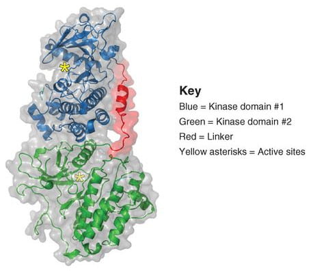 Tandem kinase domains in fusion product