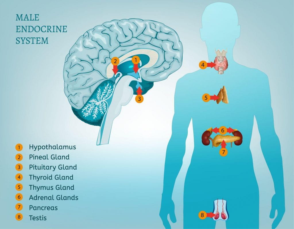 11 Fun Facts About the Nervous System
