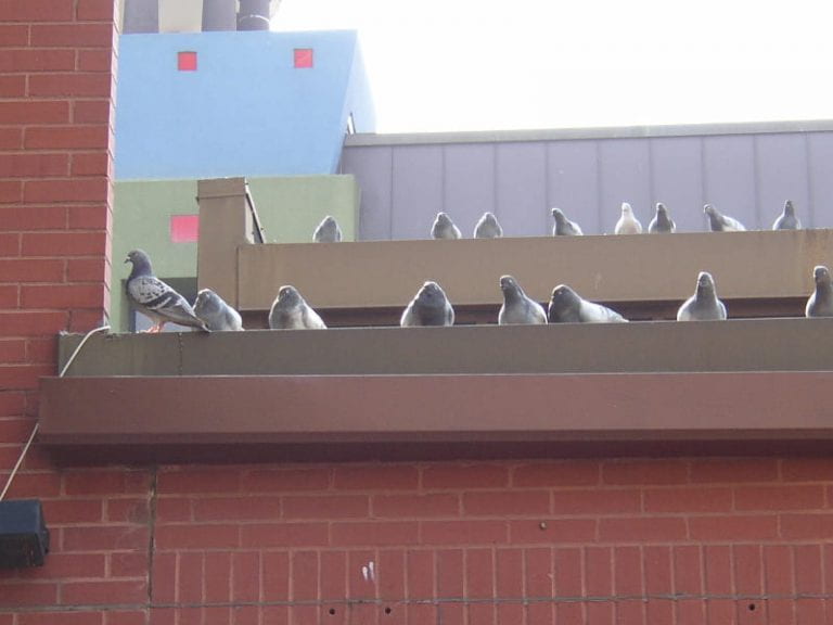 Pigeons of the Loop